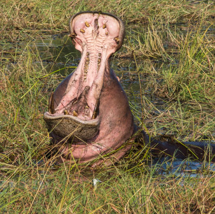 Chobe Nationalpark - Flusspferd