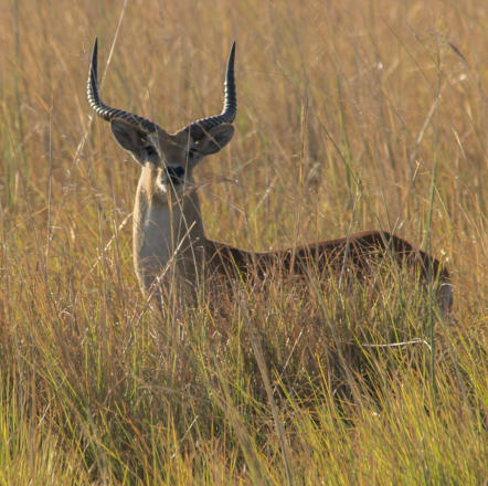 Chobe Nationalpark - Rote Moorantilope