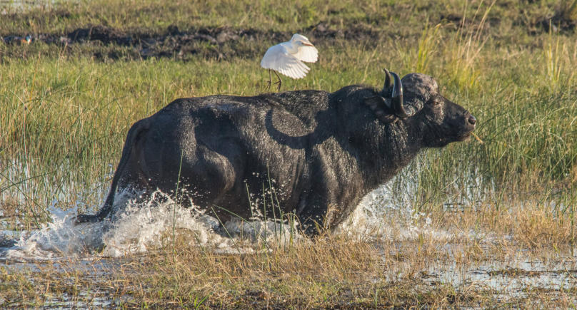 Chobe Nationalpark - Büffel & Kuhreiher
