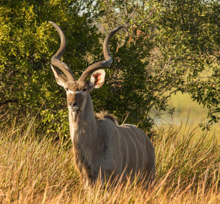 Okavango Delta - männliches Kudu