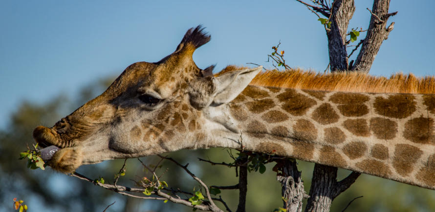 Okavango Delta - Giraffe bei Futtersuche