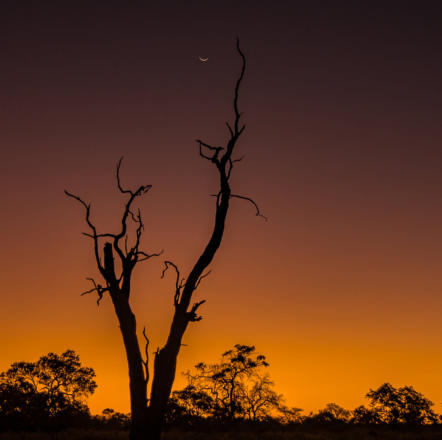 Mondsichel im Sonnenuntergang im Okavango Delta