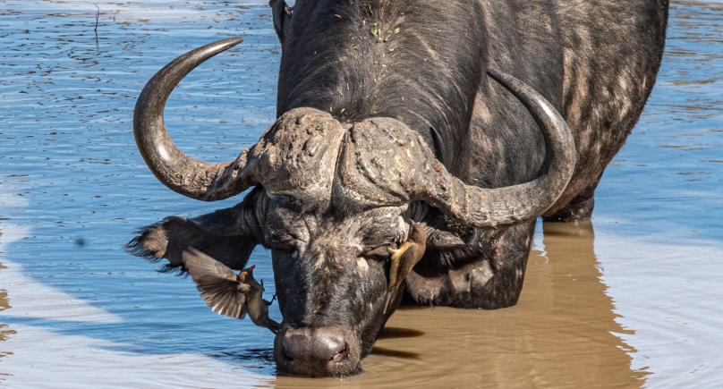 Timbavati - Büffel mit 2 Madenhacker