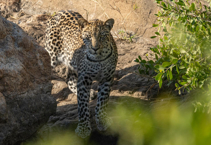 Timbavati - Leopard