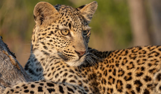 Sabi Sands - Leopardenjunges