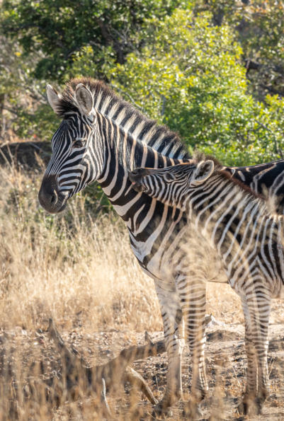 Umlani Game Reserve - Zebramutter mit Jungem