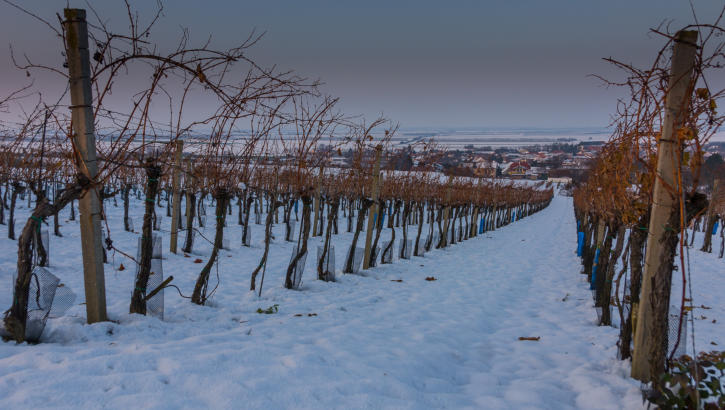 winterlicher Weingarten in Unterstinkenbrunn