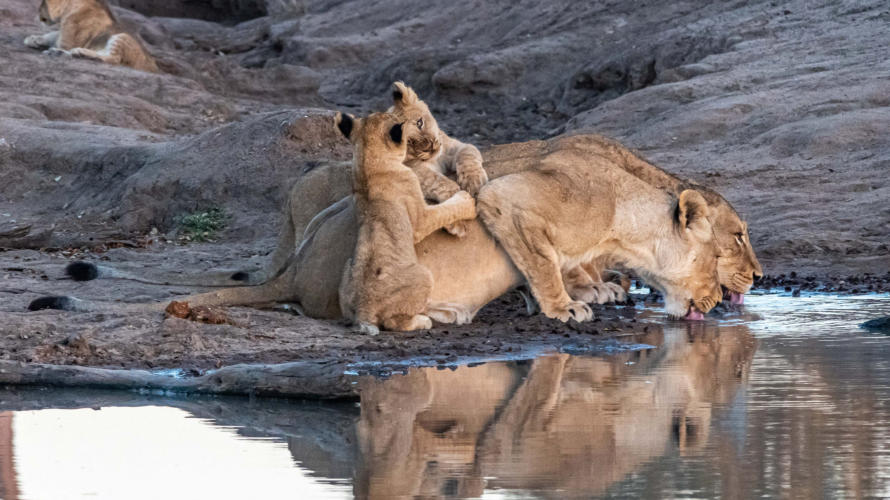 Durstige Löwenmütter