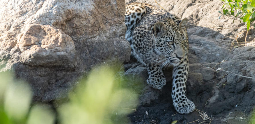 Junger Leopard versteckt sich hinter einem Stein