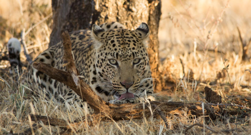 Leopard putzt sich nach dem Fressen
