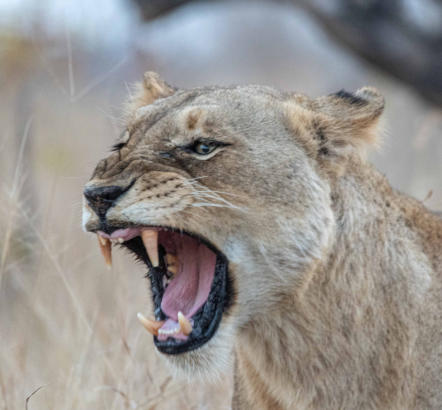 Löwin zeigt ihre Zähne