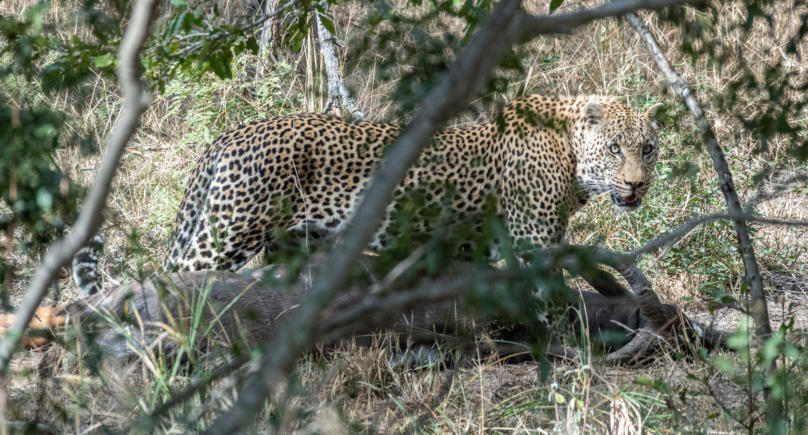 Leopard reißt Nyala im Idube Game Resort