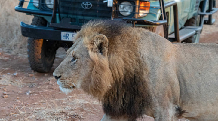 Idube Game Reserve: Löwen passieren ein Auto während einer Safari