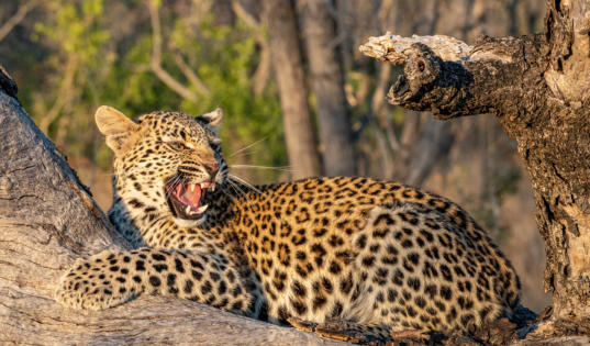Aufgeregtes Leoparden-Junges