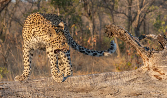 Leopardenjunges pfaucht vom Baumstamm