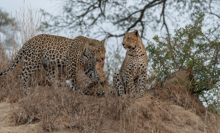 Kleine Leopardenmutter mit großem männlichen Leopardenjungen