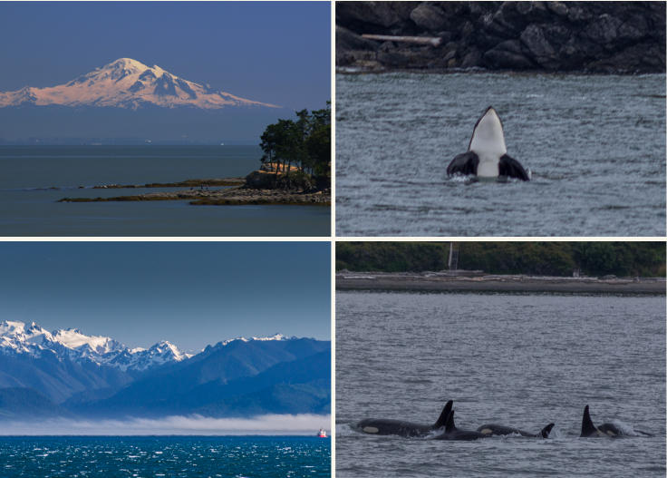 Orcas bei Vancouver Island