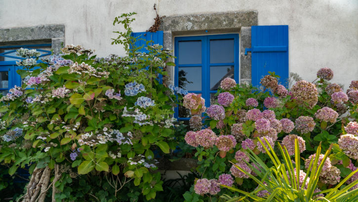Typische Bretagne - Blaue Fensterrahmen umrankt von Hortensien