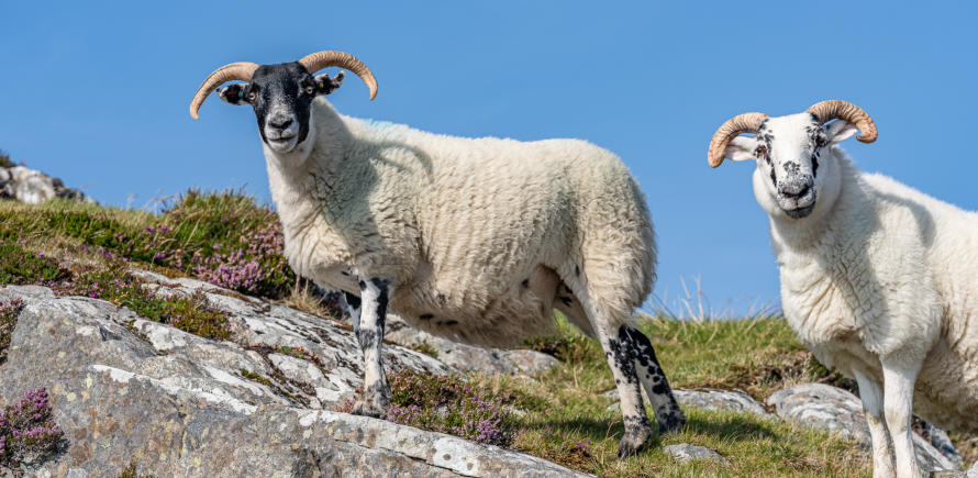 Schafe auf der Isle of Harris