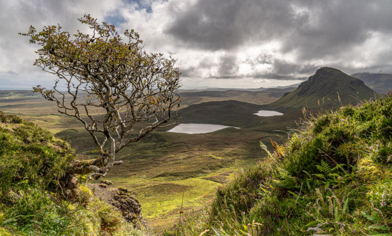 versteckter Baum am Quiraing