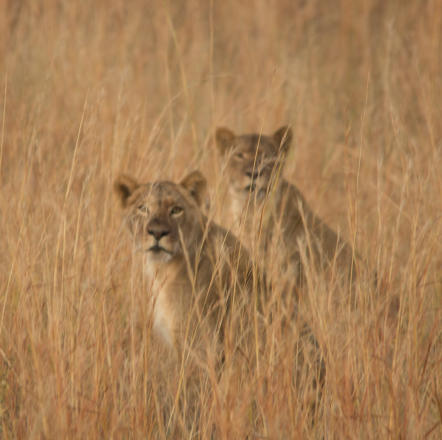 Chobe Nationalpark - Löwen bei der frühmorgendlichen Jagd
