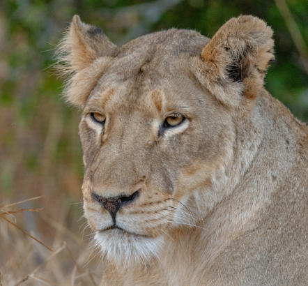 Timbavati - Löwin