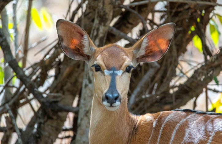 Weibliches Nyala am Lodgegelände des Idube Game Reseves