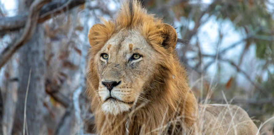 Sabi Sands - männlicher Löwe