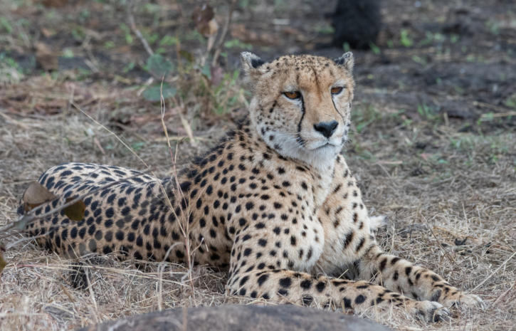 Sabi Sands - Gepard