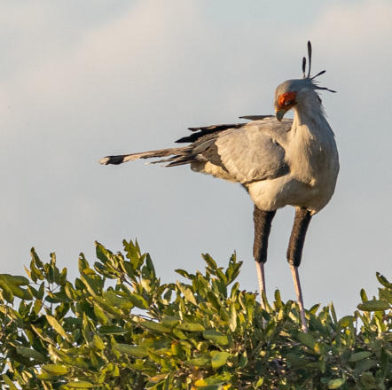 Sekretär
