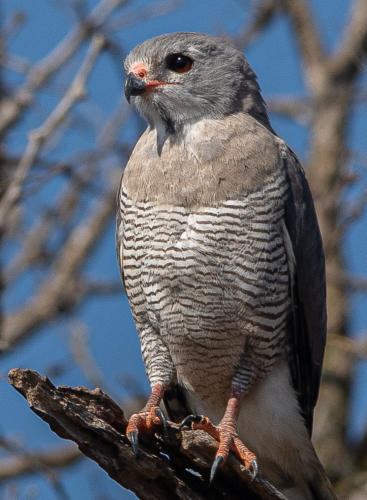 Sperberbussard