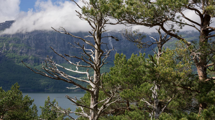 Hardangerfjord