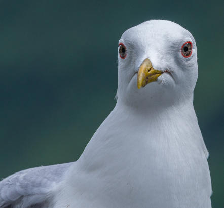 Silbermöwe