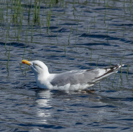 Silbermöwe
