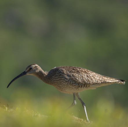 Großer Brachvogel