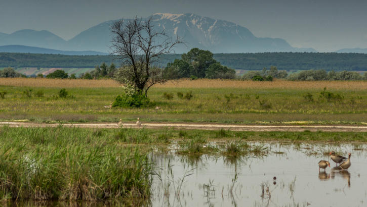 Neusiedlersee & Schneeberg