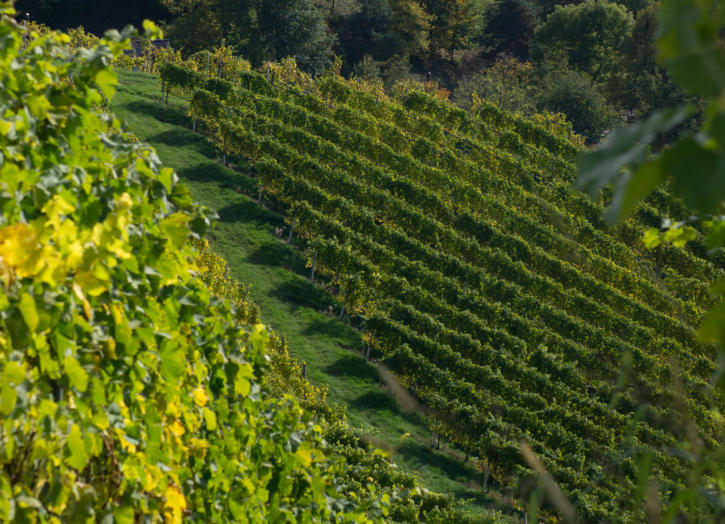 Südsteirische Weinstraße