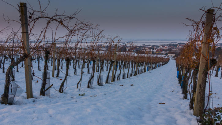 winterlicher Weingarten in Unterstinkenbrunn