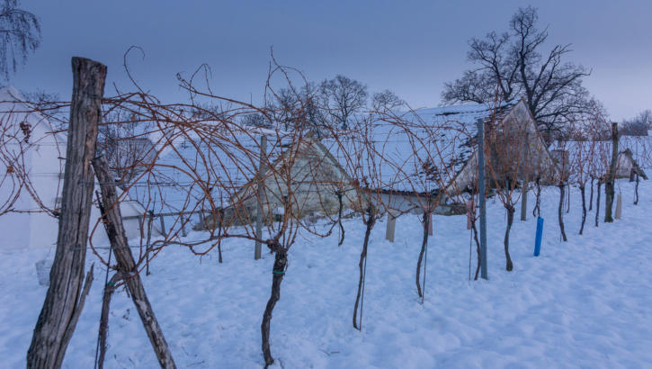 Loamgrui im Winter