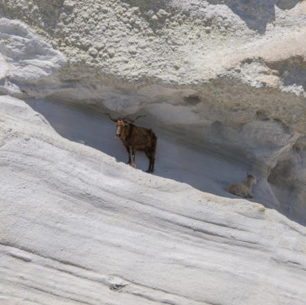 Milos - Ziegen in den Felsen von Kleftiko
