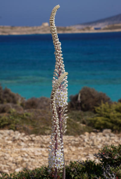 Blume auf Kato Koufonisi