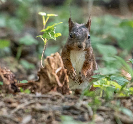 Eichhörnchen