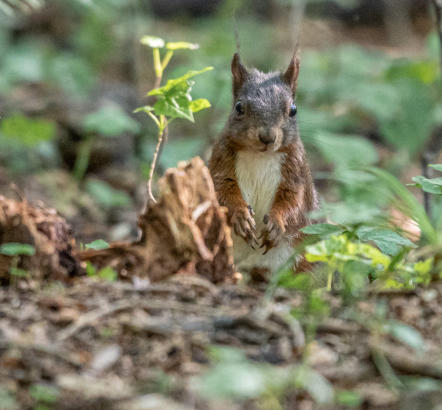 Eichhörnchen