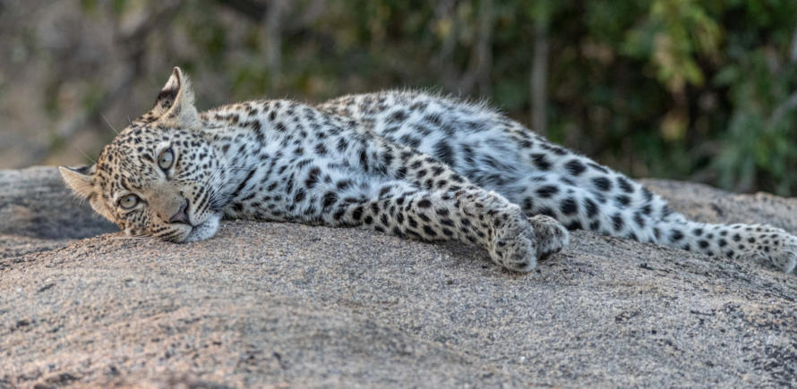 Entspanntes Leopardenjunges