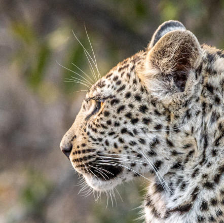 Leopard in Großaufnahme