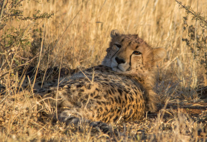 Gepard