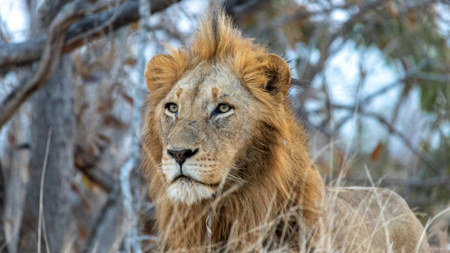 Portrait vom Löwenmännchen