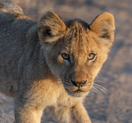 Manche Löwenbabys sind scheu, andere sind frech - dieser war nicht ängstlich