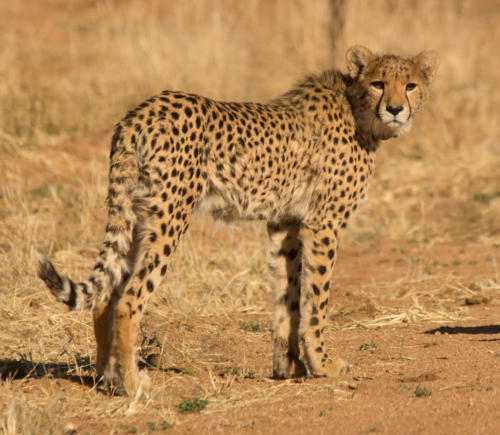 Gepard