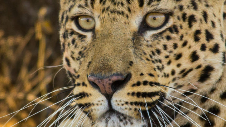 Großaufnahme eines Leoparden